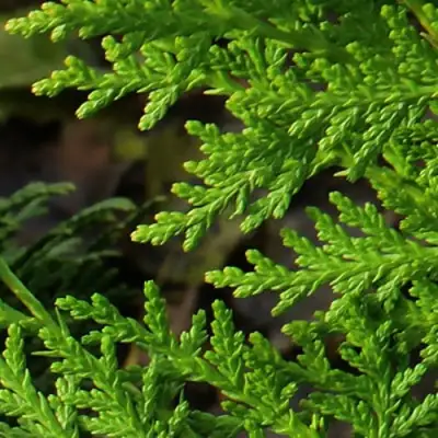 Туя восточная в Слуцке