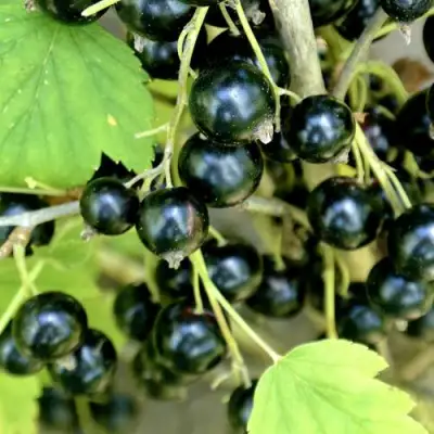 Смородина черная ВОЛОГДА в Слуцке