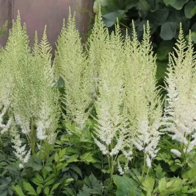 Астильба ДИАМАНТ Арендса в Слуцке