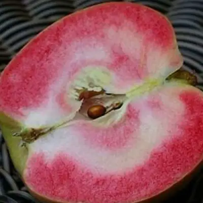 Яблоня ПИНК ПЕРЛ в Слуцке