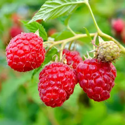 Малина РУБИФОЛ в Слуцке