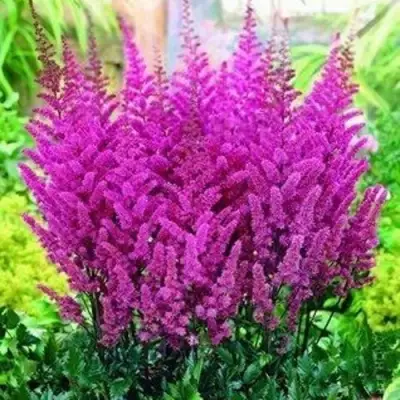 Астильба ПЕПЛ РЕЙН гибридная в Слуцке