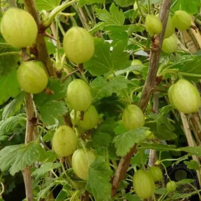 Крыжовник ИНВИКТА в Слуцке