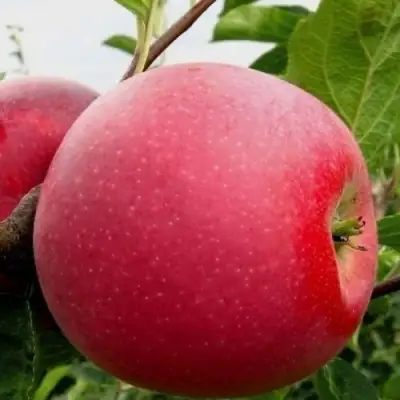 Яблоня АЙДАРЕД в Слуцке