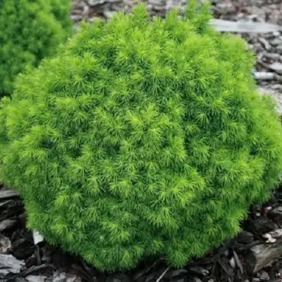 Ель АЛЬБЕРТА ГЛОБ сизая в Слуцке