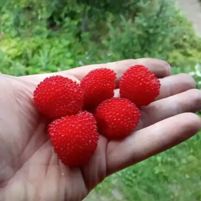 Малина ТИБЕТСКАЯ (РОЗОЛИСТНАЯ) в Слуцке