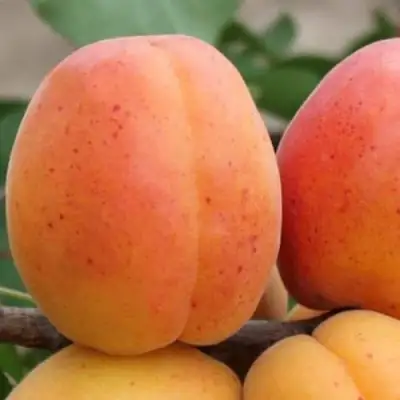 Абрикос ОЛИМП в Слуцке