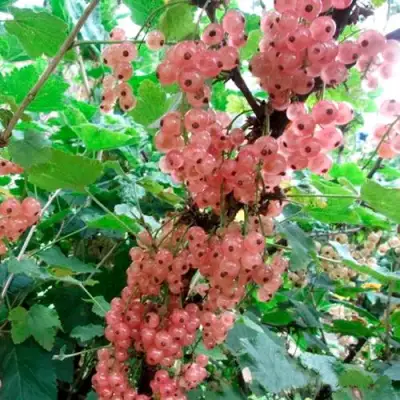 Смородина белая ПРЫГАЖУНЯ (РОЗОВАЯ) в Слуцке