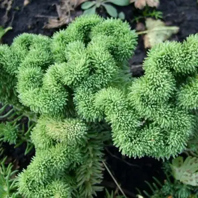 Очиток (седум) КРИСТАТУМ отогнутый в Слуцке