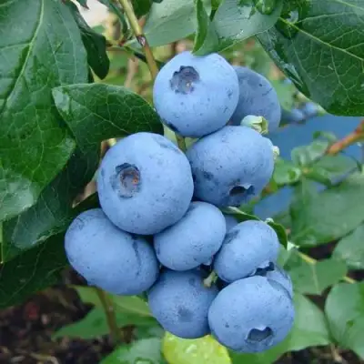 Голубика ТОРО в Слуцке