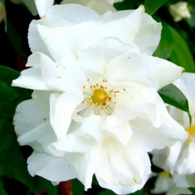 Жасмин РОЗАЦЕ в Слуцке