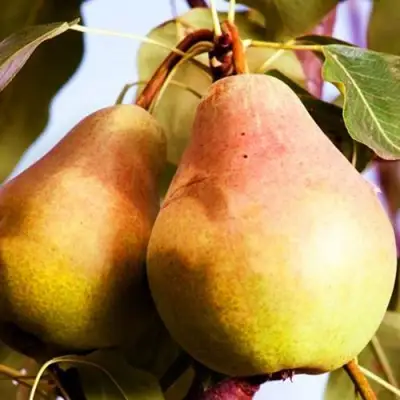 Груша СЛАДКАЯ ИЗ МЛИЕВА в Слуцке