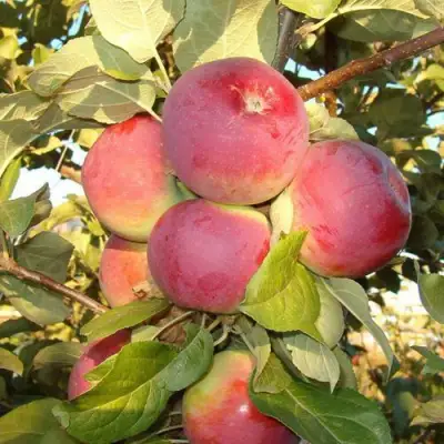 Яблоня ОРЛИК в Слуцке