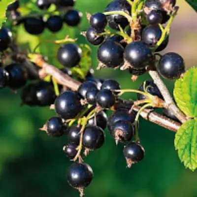 Смородина чёрная ЦЕРЕРА в Слуцке