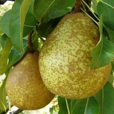 Груша ГЕНЕРАЛ ЛЕКЛЕРК в Слуцке