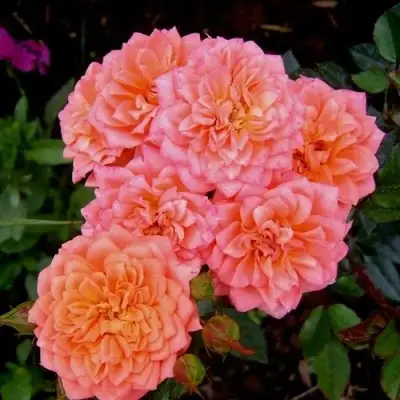 саженцы розы Нинетта