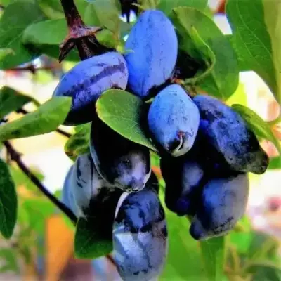 Жимолость съедобная БЛУ ТРЕЖЭ (ГОЛУБОЕ СОКРОВИЩЕ) в Слуцке