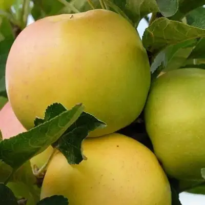 Яблоня БАНАНОВОЕ в Слуцке