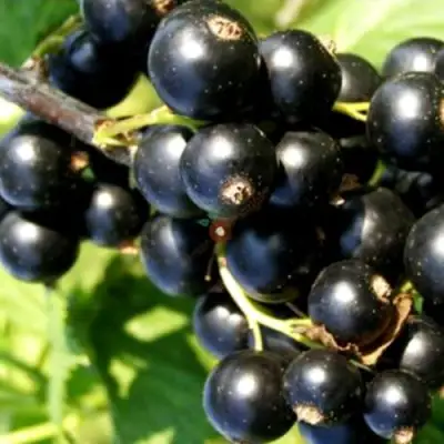 Смородина чёрная ДЕЛИКАТЕСНАЯ в Слуцке