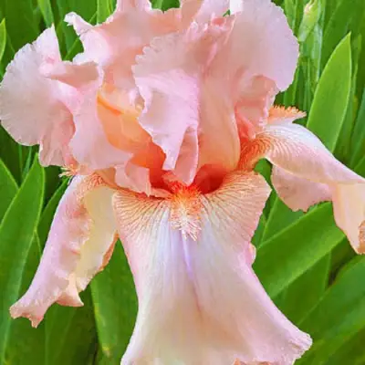 Ирис ПАТИ ДРЕСС бородатый в Слуцке