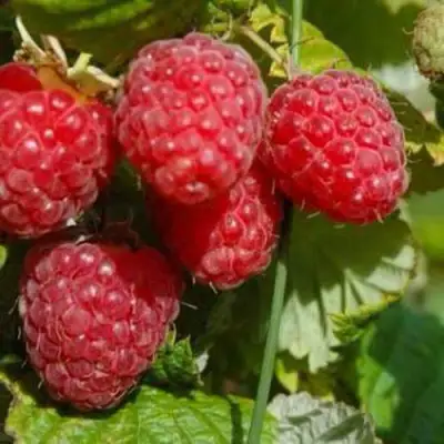 Малина ПРИМАРА в Слуцке