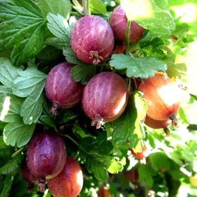 Крыжовник СЕРЕНАДА в Слуцке