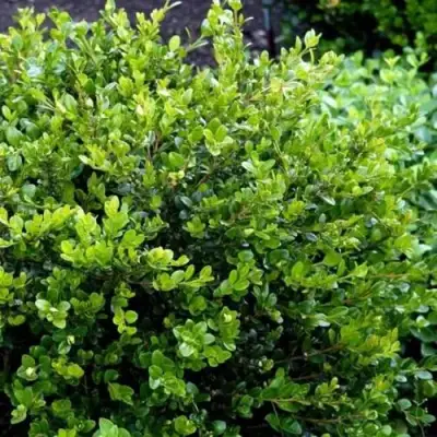 Самшит ФОЛКНЕР в Слуцке