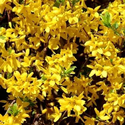 Форзиция ЛЕДНОГОРА промежуточная в Слуцке