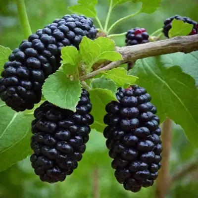 Шелковица плакучая в Слуцке