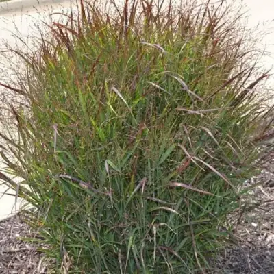 Просо ШЕНАНДО прутьевидное в Слуцке