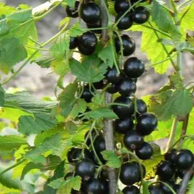 Смородина чёрная ДАБРАДЗЕЯ в Слуцке