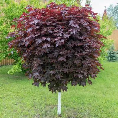 Клен красный в Слуцке