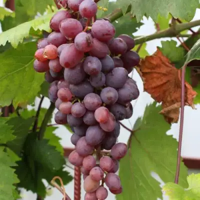 Виноград КИШМИШ ЗАПОРОЖСКИЙ в Слуцке