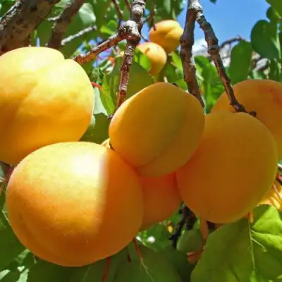 Абрикос ЖИГУЛЕВСКИЙ СУВЕНИР в Слуцке