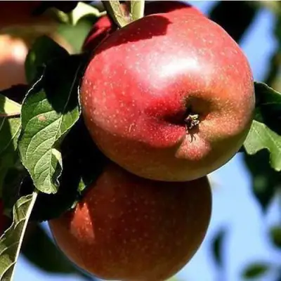 Яблоня АНТЕЙ КИЕВСКИЙ колонновидная в Слуцке