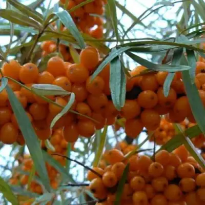 Облепиха БОТАНИЧЕСКАЯ в Слуцке