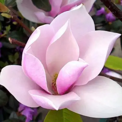 Магнолия АЛЕКСАНДРИНА  в Слуцке