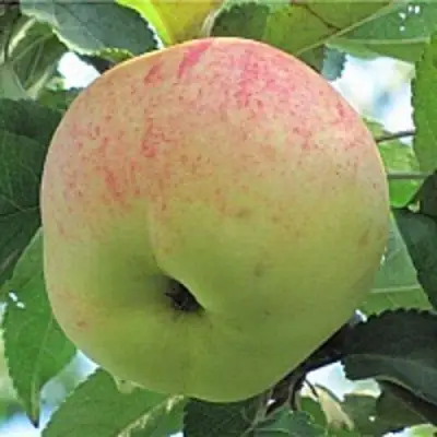 Яблоня ЛЕТНЕЕ СЛАДКОЕ в Слуцке