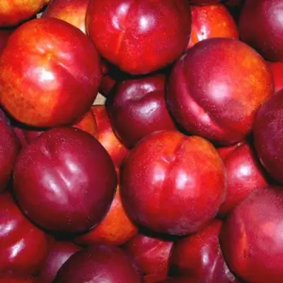 Нектарин МЕДВЕДЕВСКИЙ в Слуцке