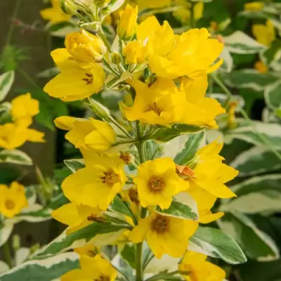 Вербейник АЛЕКСАНДР точечный в Слуцке