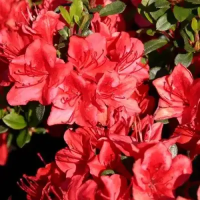 Азалия ФРИДОЛАЙН японская в Слуцке