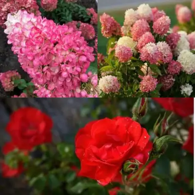 Комплект РОЗОВЫЙ ЗАКАТ в Слуцке