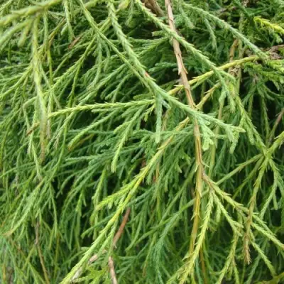 Кипарисовик ФИЛИФЕРА НАНА горохоплодный  в Слуцке