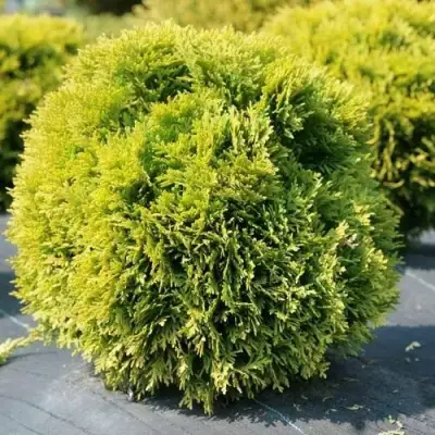 Туя ДАВИД западная в Слуцке