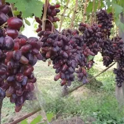 Виноград БАЙКОНУР в Слуцке
