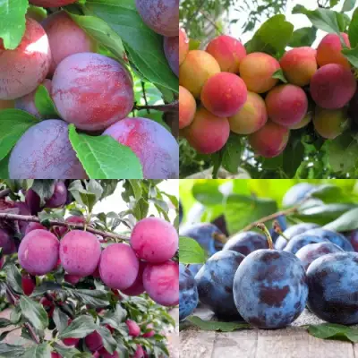 Комплект СЛИВОВЫЙ САД в Слуцке