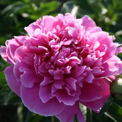 Пион ГОЛУБАЯ ХРИЗАНТЕМА травянистый в Слуцке