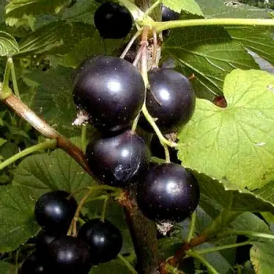 Смородина чёрная БИНАР в Слуцке