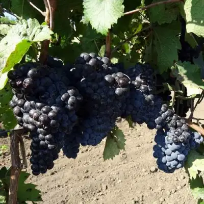 Виноград ДЕНИСОВСКИЙ в Слуцке