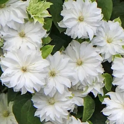 Клематис МАРИЯ СКЛОДОВСКАЯ-КЮРИ в Слуцке